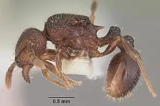 Tetramorium coillum