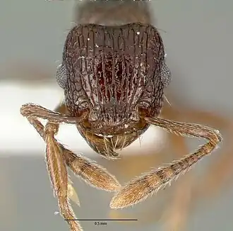 Tetramorium confusum