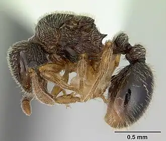 Tetramorium crypticum