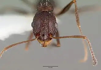Tetramorium dolichosum