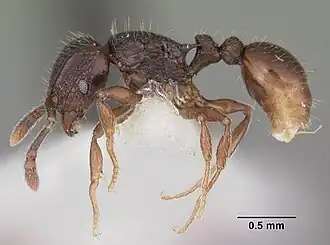 Tetramorium dysalum