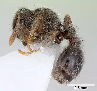 Tetramorium eminii