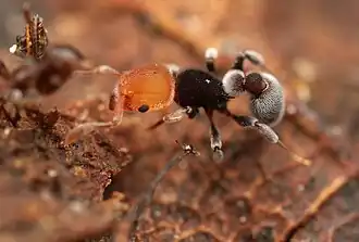 Tetramorium fulviceps