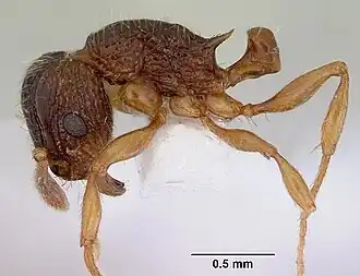 Tetramorium grassii