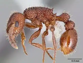 Tetramorium hispidum