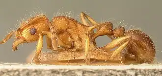 Tetramorium kelleri