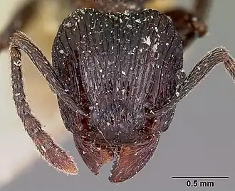 Tetramorium latreillei