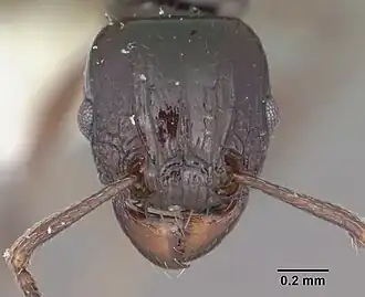 Tetramorium marginatum