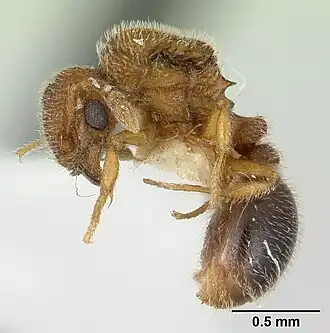 Tetramorium muscorum
