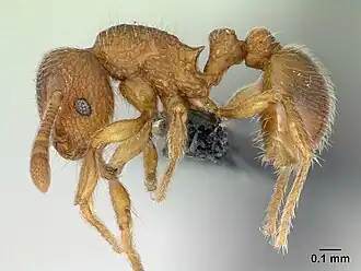 Tetramorium naganum