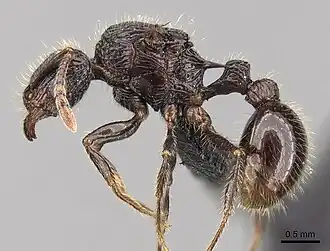 Tetramorium nazgul