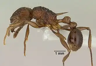 Tetramorium noratum