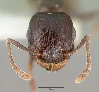 Tetramorium pogonion