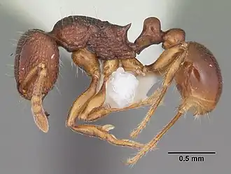 Tetramorium proximum