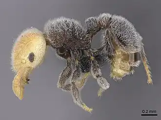 Tetramorium pulcherrimum