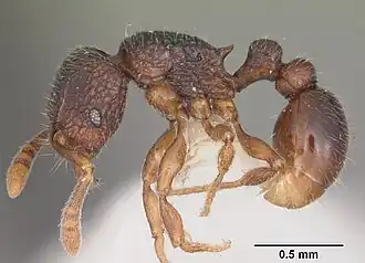 Tetramorium quasirum