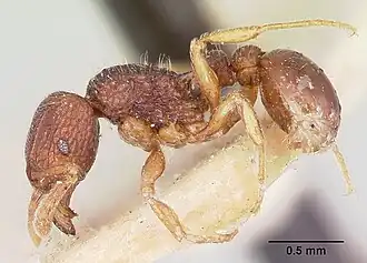 Tetramorium ranarum