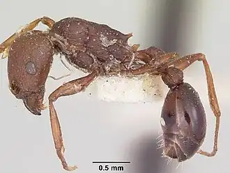 Tetramorium sericeiventre
