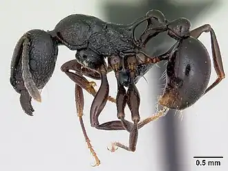 Tetramorium severini