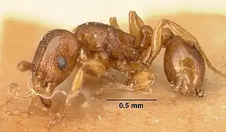 Tetramorium sikorae