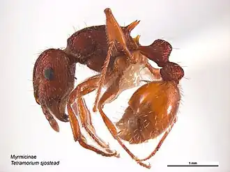 Tetramorium sjostedti