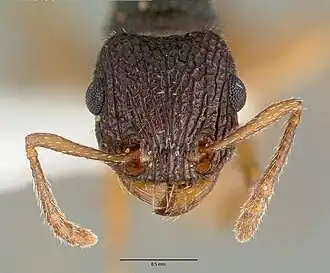 Tetramorium spininode