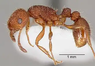 Tetramorium spinosum
