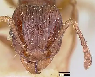 Tetramorium steinheili