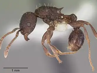 Tetramorium tantillum