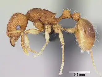 Tetramorium tonganum