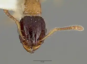 Tetramorium tricarinatum