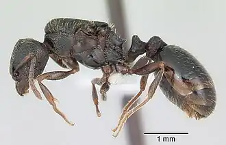 Tetramorium tsushimae