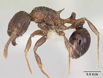 Tetramorium weitzeckeri