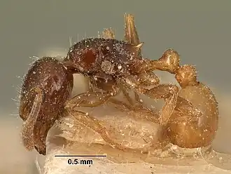 Tetramorium xanthogaster
