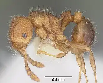 Tetramorium zenatum