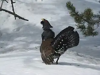 Tetrao urogallus aquitanicus met een radiozender op de rug in Nationaal Park Aigüestortes in Spanje