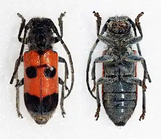 Tetraopes paracomes