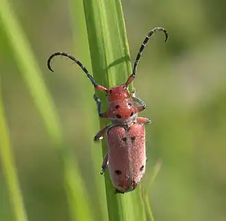 Tetraopes texanus