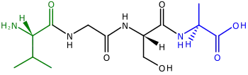 Een polypeptide bestaande uit vier gebonden aminozuren. Links zit de N-terminus, met zijn amino (H2N) group in het groen. De blauwe C-terminus, met zijn carboxylgroep (CO2H) ligt rechts.