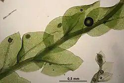 Stengeltje met enkele bladeren