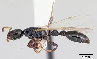 Tetraponera allaborans