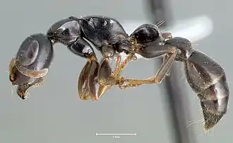 Tetraponera anthracina
