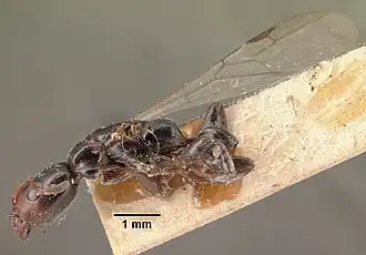 Tetraponera arrogans