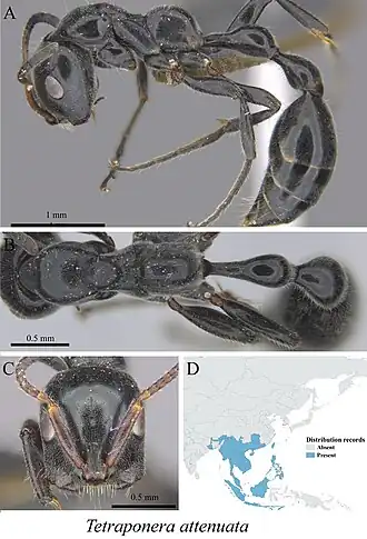 Tetraponera attenuata