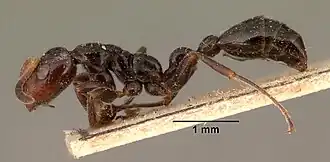 Tetraponera demens