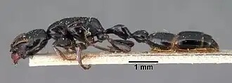 Tetraponera diana