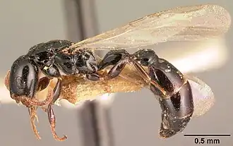 Tetraponera exasciata