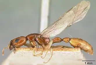 Tetraponera fictrix