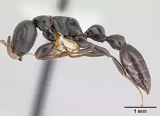 Tetraponera mocquerysi