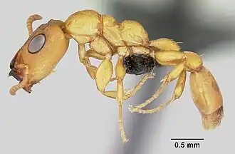 Tetraponera ophthalmica